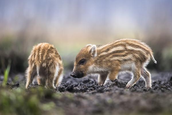 Wildschweine Frischlinge - iStockphoto: DamianKuzdak