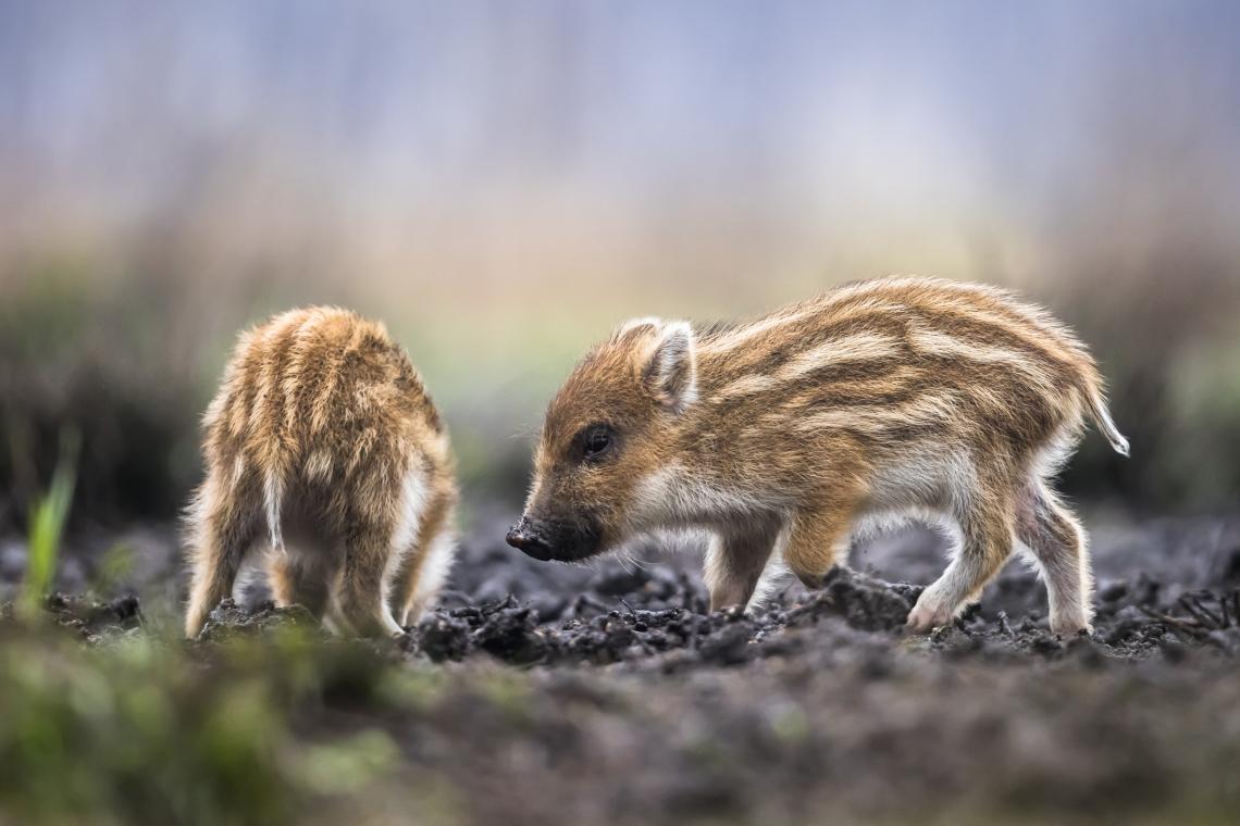 Wildschweine Frischlinge - iStockphoto: DamianKuzdak