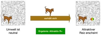 Hund in neutraler Umwelt erlebt durch sein Verhalten eine attraktive Ergebnis = Ball (R+)