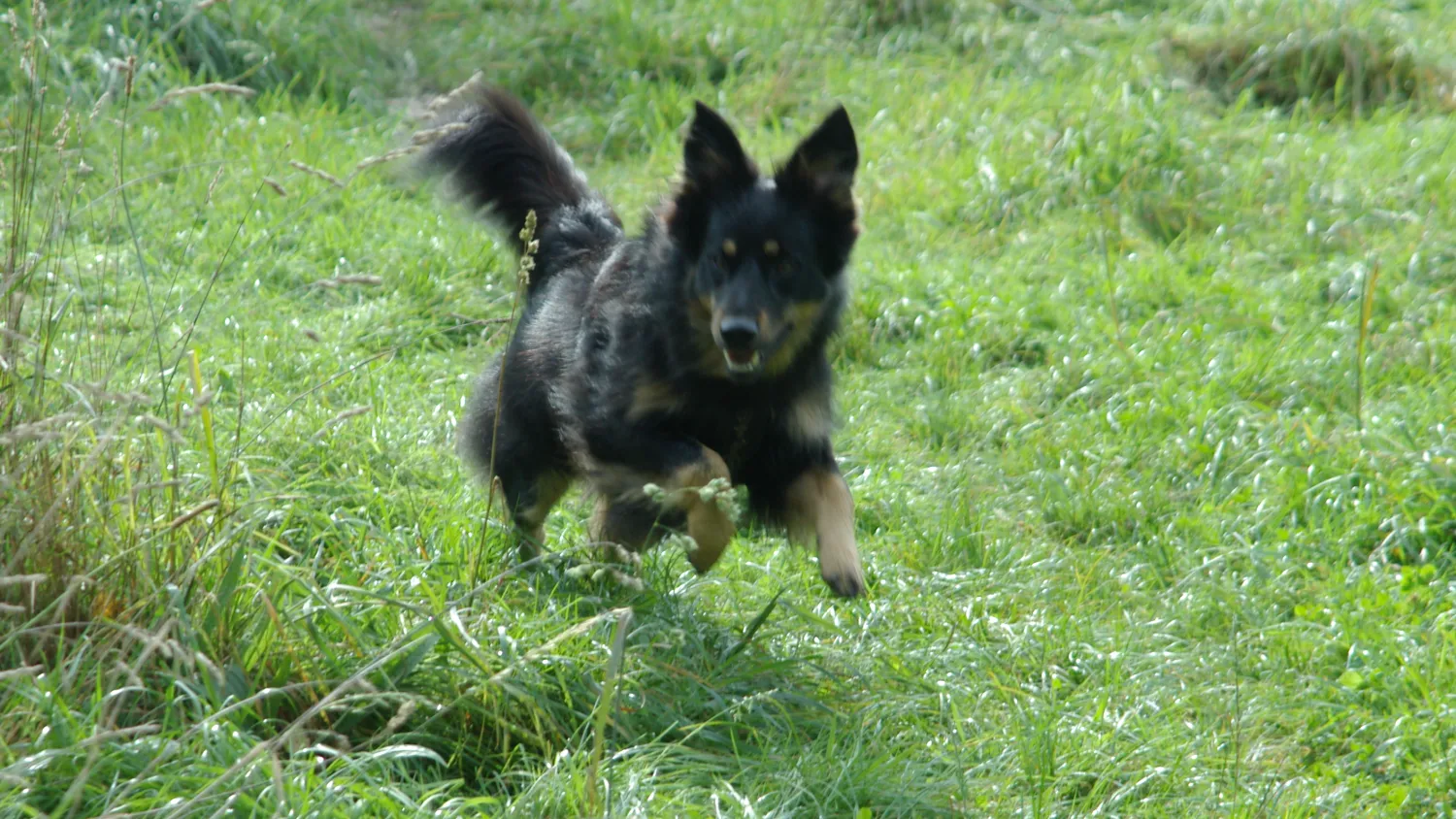 Schwarz-gelber altdeutscher Hütehund in vollem Lauf