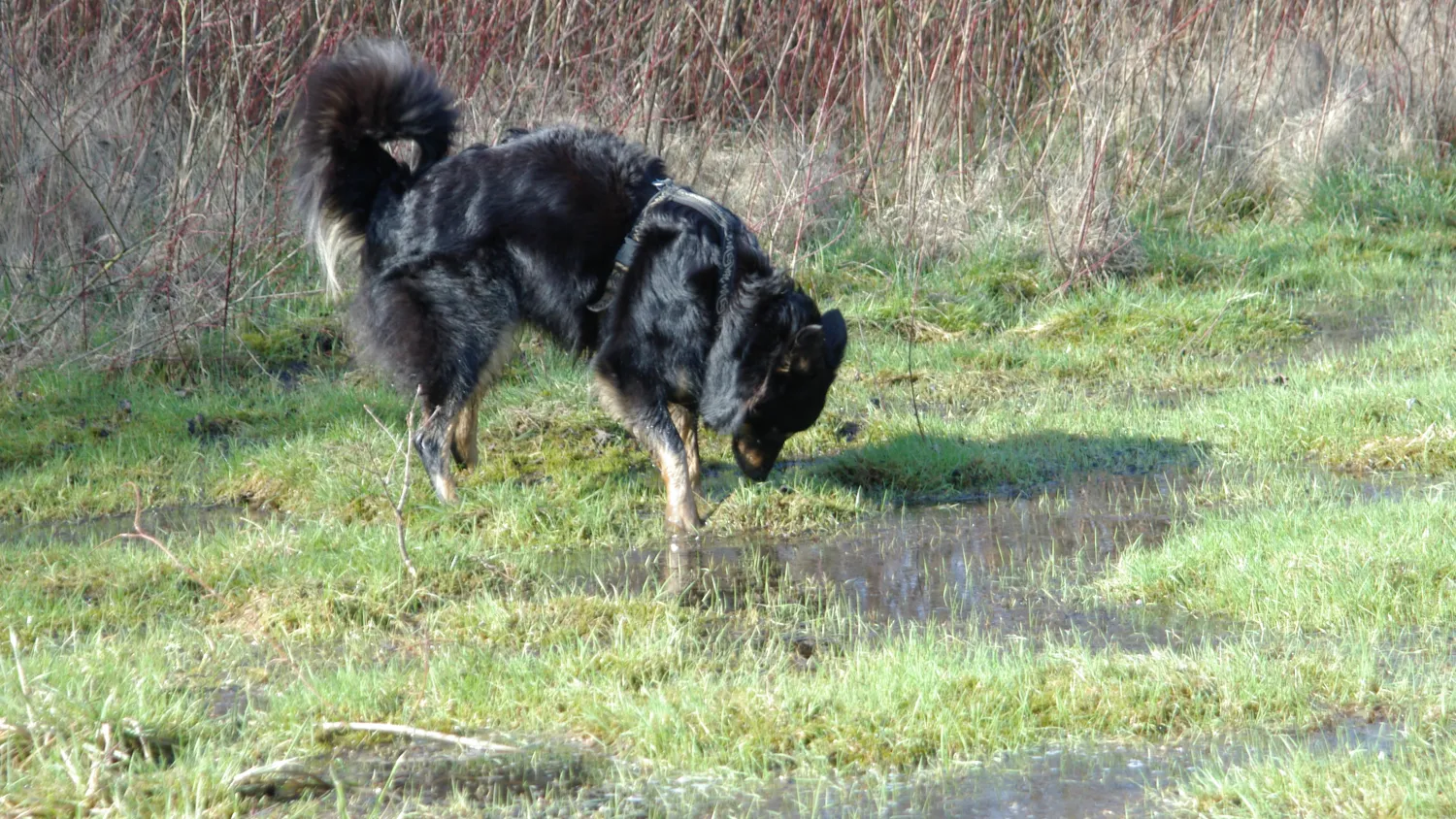 Hund schnüffelt in nasser Wiesenlandschaft