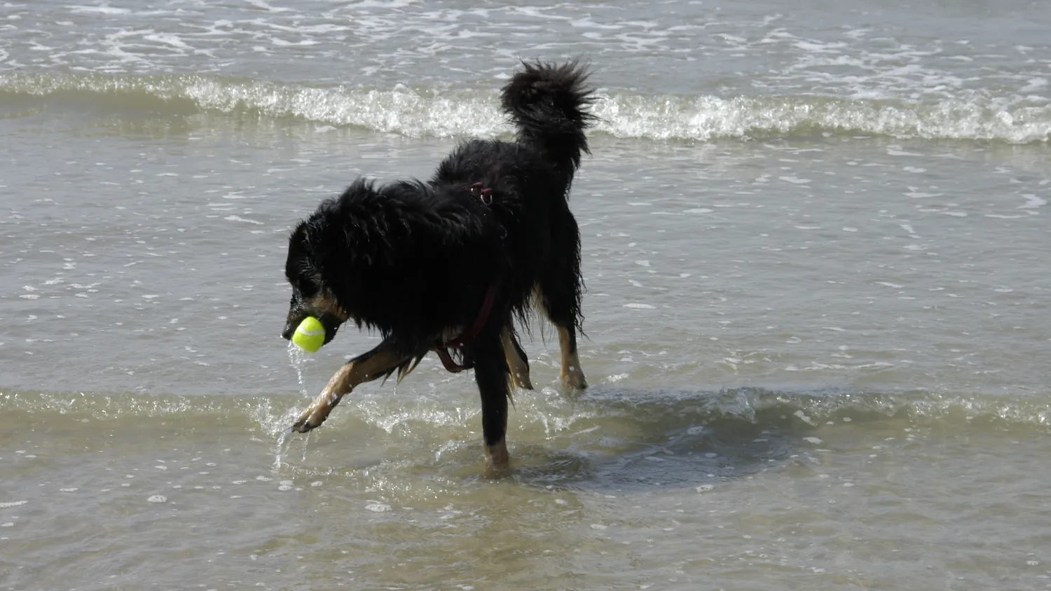 Ein Hund spielt mit seinem Ball im Wasser