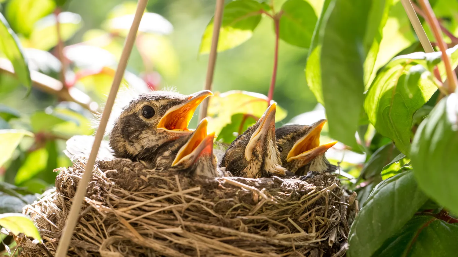 Vögelküken im Nest