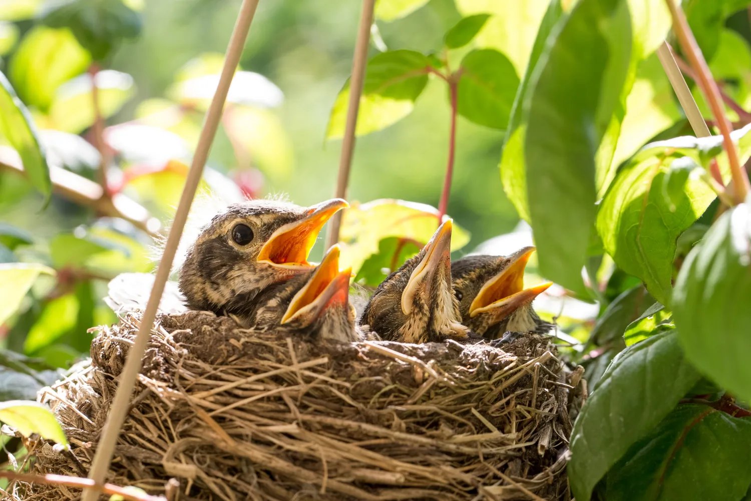 Vögelküken im Nest
