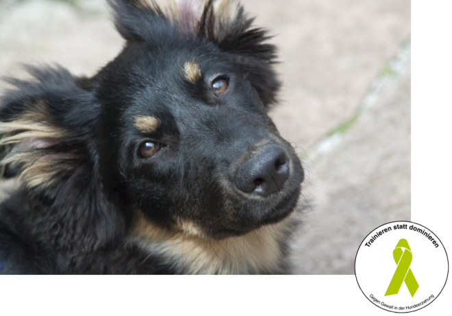 Hundeschule Wupperklick - Haben Sie schon den Durchklick?