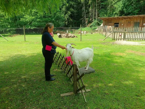 Ziegenbock Max folgt mit dem Blick der ausgestreckten Hand von Pia - ein Look-Target
