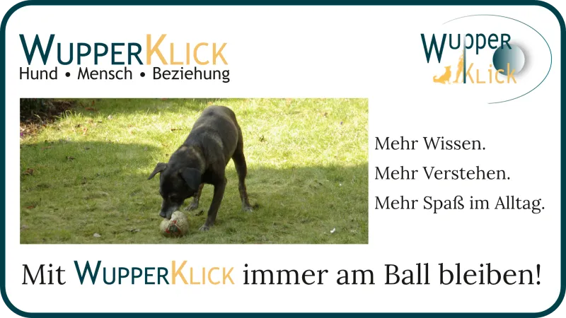 Hund (Tijger) spielt mit Ball, Text unter dem Bild lautet: Mit Wupperklick immer am Ball bleiben