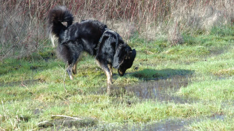 Hund schnüffelt in nasser Wiesenlandschaft