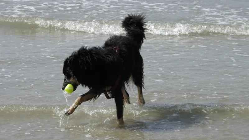Ein Hund spielt mit seinem Ball im Wasser