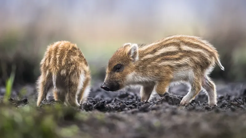 Zwei Frischlinge futtern im der Natur