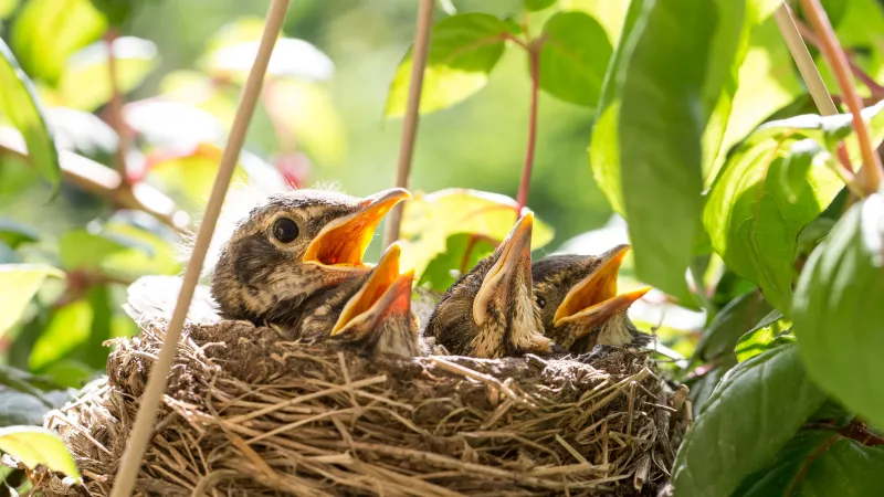 Vögelküken im Nest