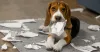 Hund schreddert Papiere