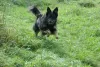 Schwarz-gelber altdeutscher Hütehund in vollem Lauf