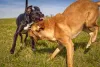2 Hunde interagieren miteinander - ist es Spiel oder nicht?