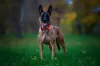 Malinois