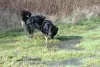 Hund schnüffelt in nasser Wiesenlandschaft