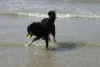 Ein Hund spielt mit seinem Ball im Wasser